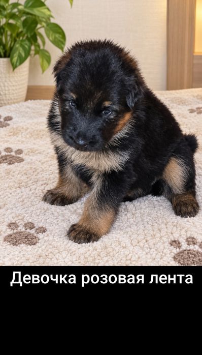 Щенки немецкой овчарки