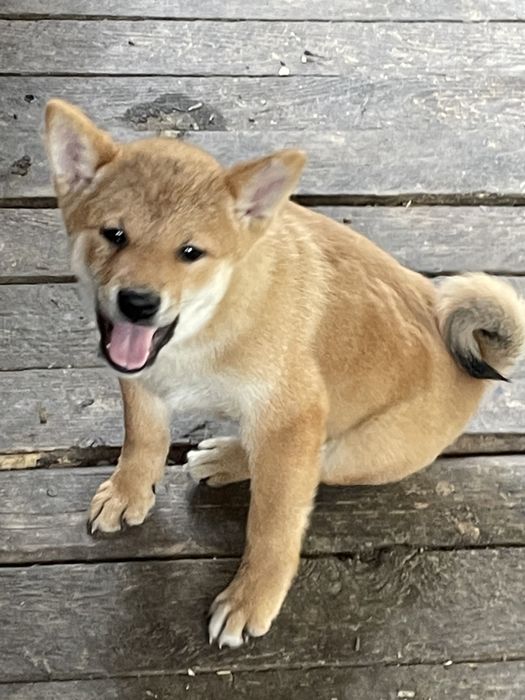 Щенки японской сибы