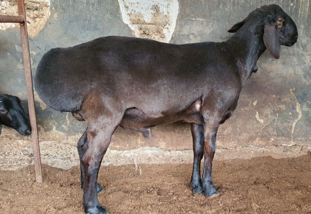 Laura Gemser bilan porno tomosha qiling