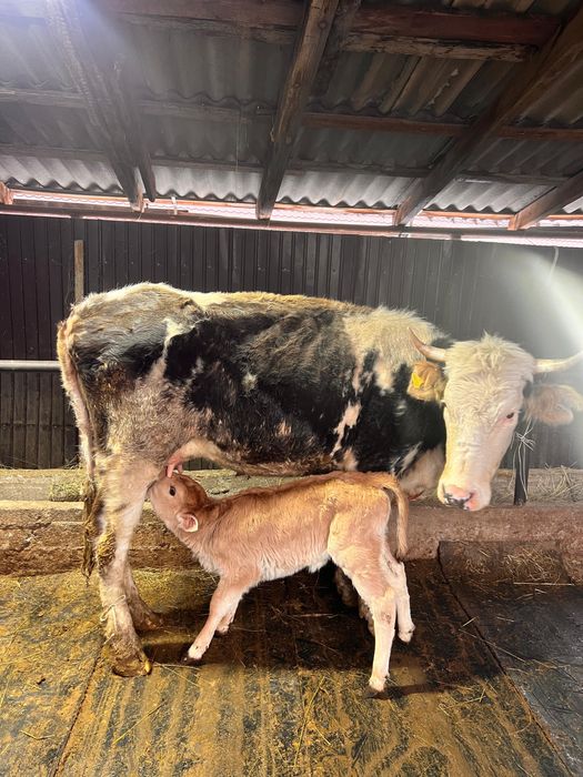 Продам коров с телятами.