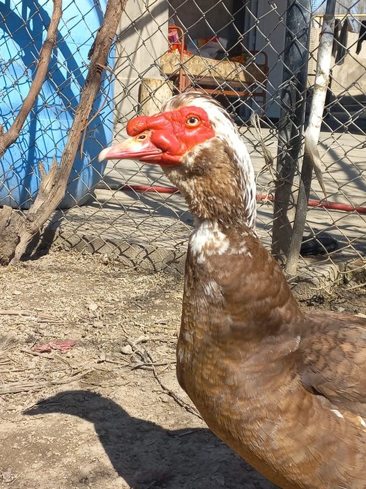 Индоутка  .   .    .   .