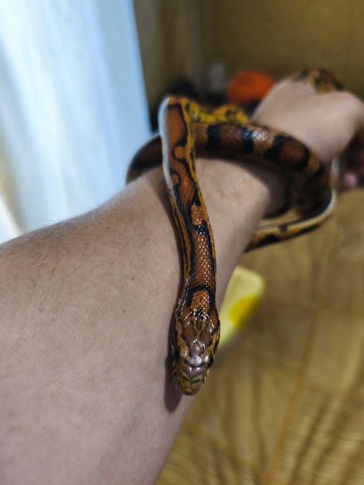 Продам маисовых полазов