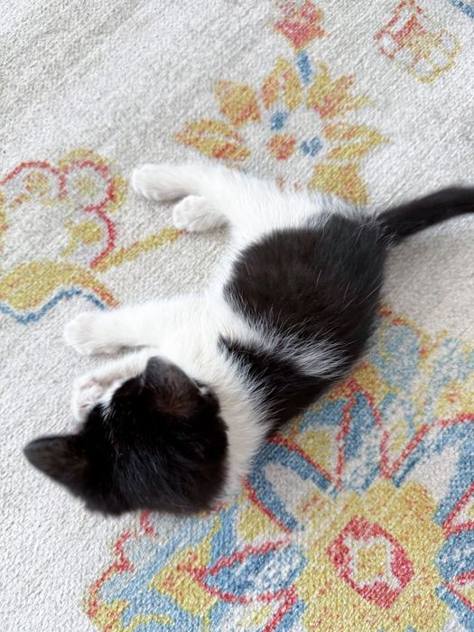 Котенок 2 мес, ищет любящую семью