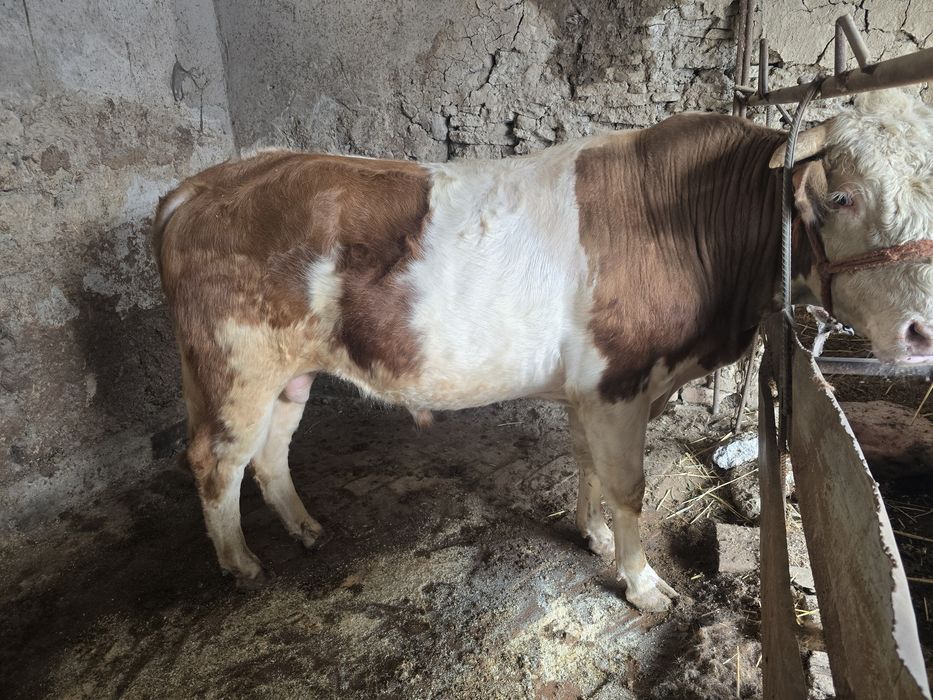 Mol mesni boqiladigon