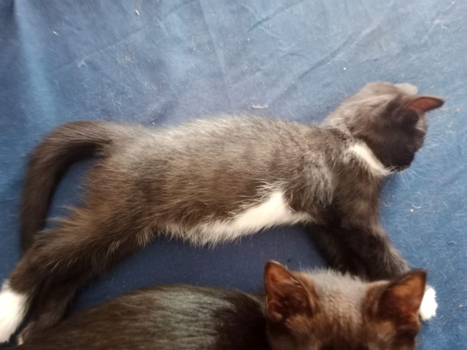 Котята ищут дом!