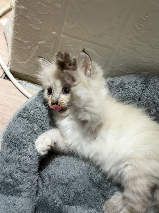 Отдам котёнка в добрые руки