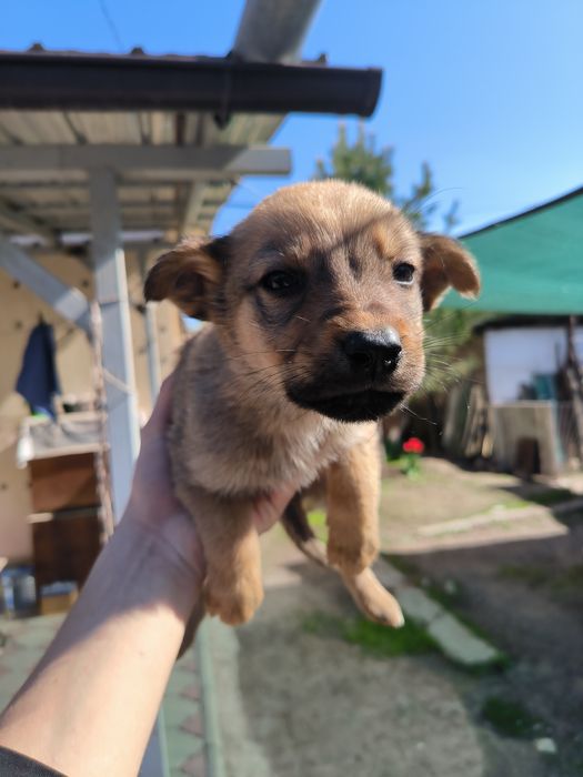 Отдам щенят в добрые руки