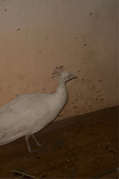 Pauni, bibilici , fazani