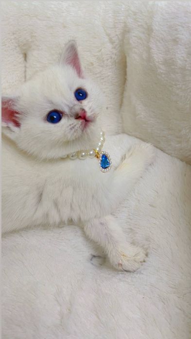 Qarshi mushukcha strayt