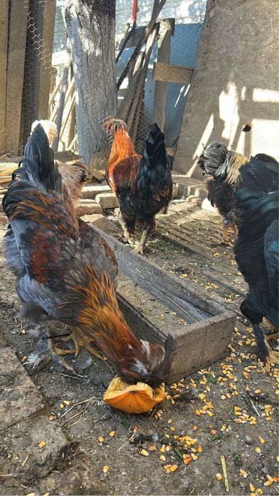 Gaini si cocosi din primavara