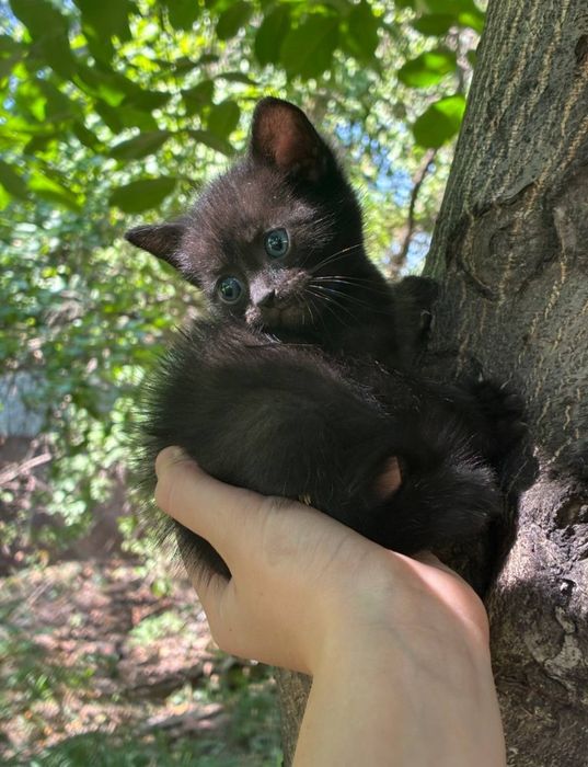 Продаются котята