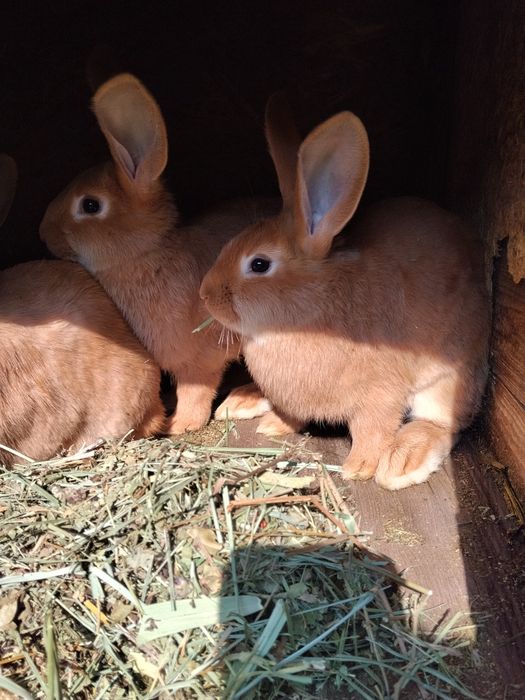 Кролята бургундские