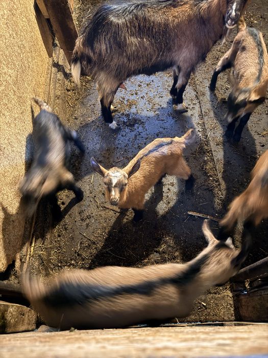 Iezi si capre de vanzare