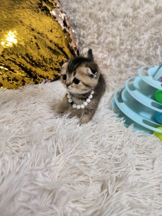 Котята от правильной вязки