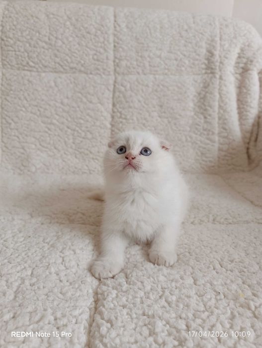 Британски котета и шотлански клепоухи