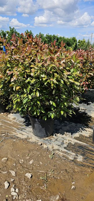 Tuia globular veșnic verde - buxus