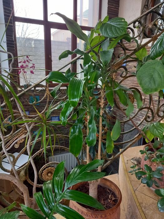 Тропические растения