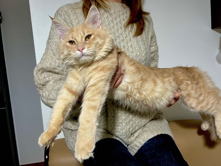 Fetita Maine Coon PEDIGREE Felisa