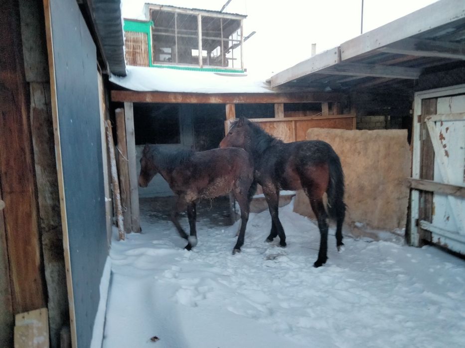 Продам кобылки 6 месяцев.