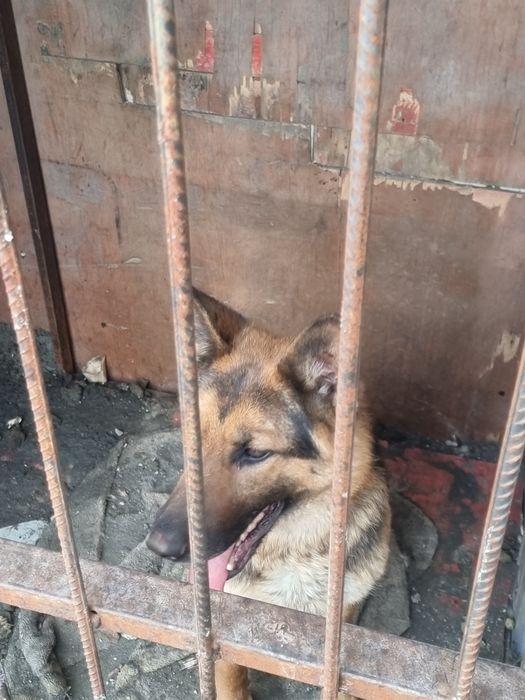 Afcharka 1 juft tozasini boqaman dganlarga