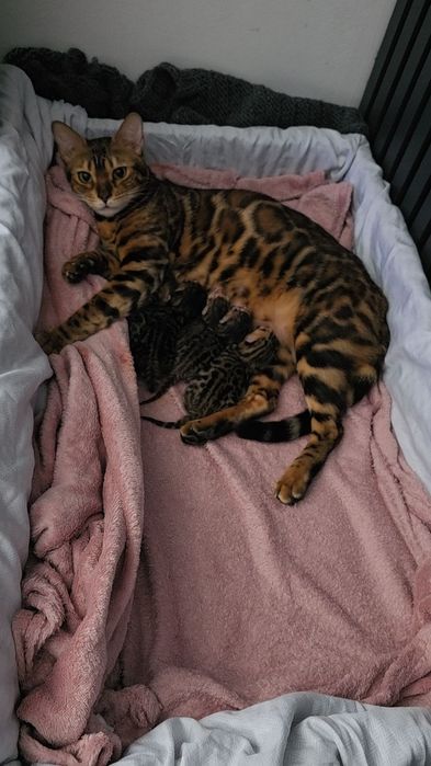 Pui de pisică rasa Bengal- leoparzi in miniatură din părințicupedigree