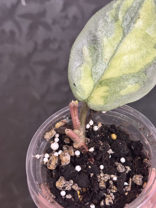 Хойя принцесса Аргентия