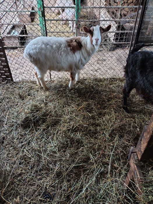 Capre și berbeci Romanov