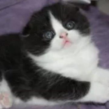 Скоттиш Фолд.  Девочка и Мальчик.