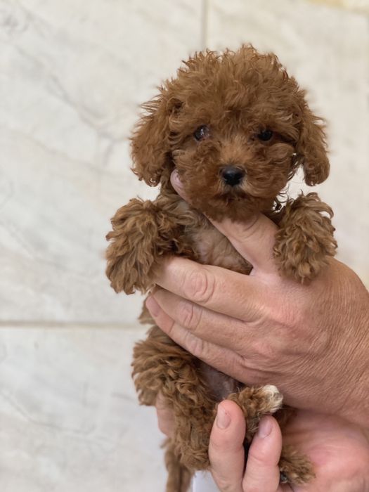 Мини Той Пуделче