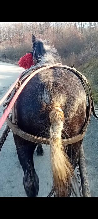 Vans manza de 2 ani blanad si garantata