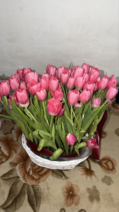 Продам Тюльпаны 51
