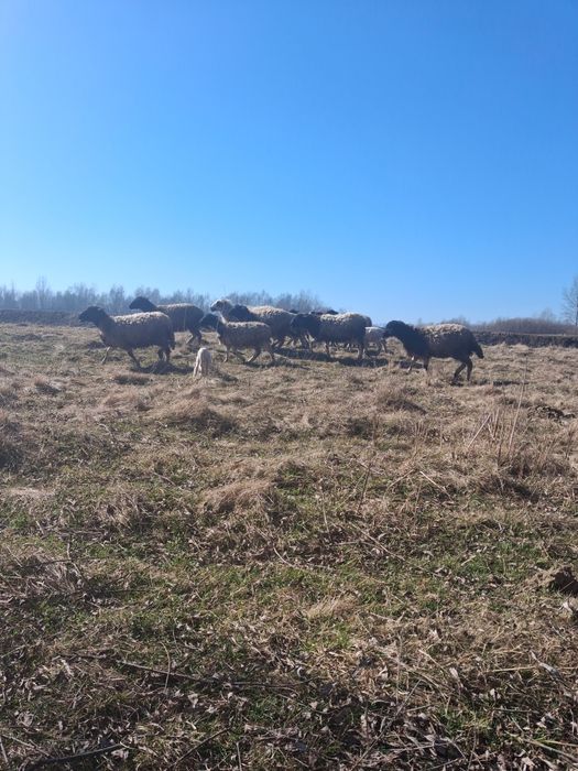 Oi metis țurcană cu droper