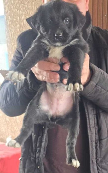 Отдам щенков в добрые руки