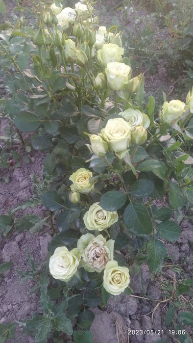 Shtamp atirgul ko'chatlla sotamiz