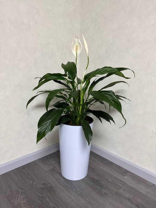 Спатифиллум женское счастье