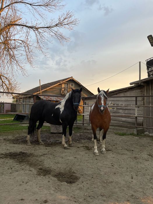 Iepe Barok Pinto – blânde, frumoase, cu temperament liniștit