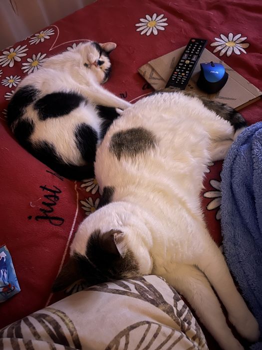 Pet Sitter/Dog Walker Medic Veterinar Bucuresti