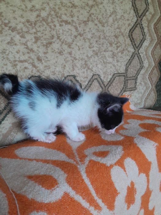 В добрые руки котенка-мальчика
