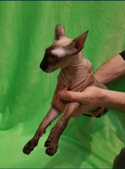 Шикарный котик петерболд в любимцы