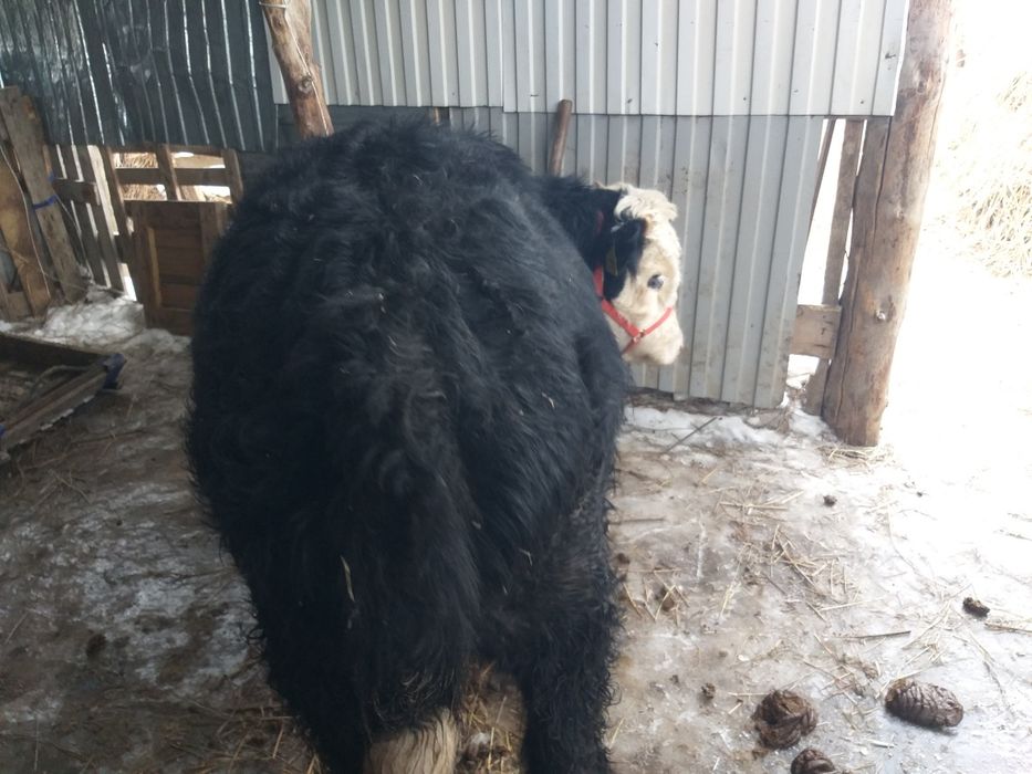 Продам 2 голова подсос