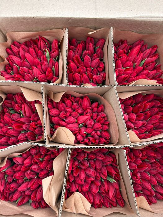 Тюльпаны премиум класса, с доставкой