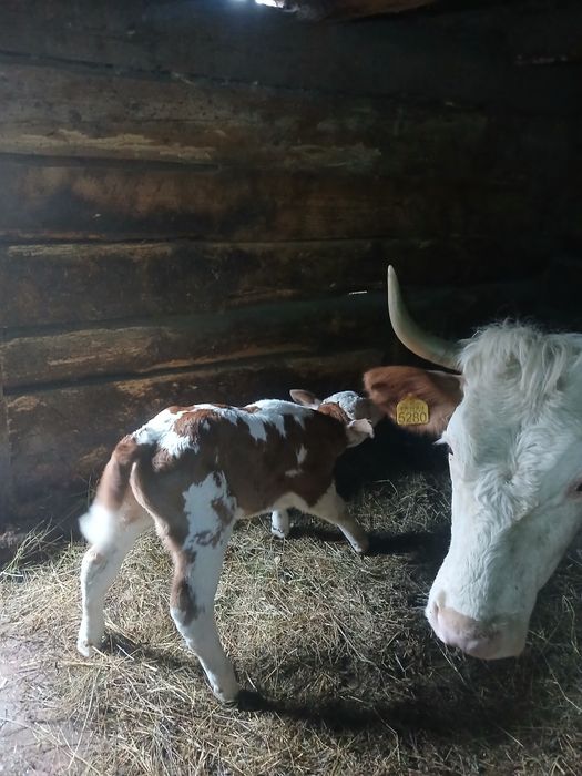 Vând vaca cu vitel mascul