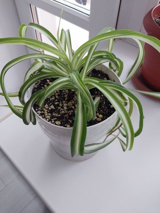 Продам комнатные цветы