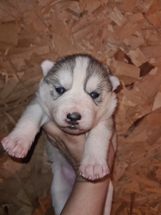 Продам щенков сибирской хаски.