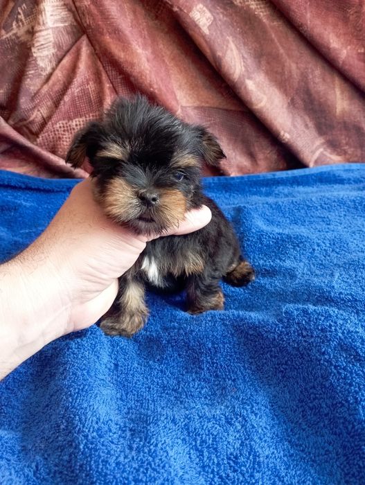 Мини йорки - момичета