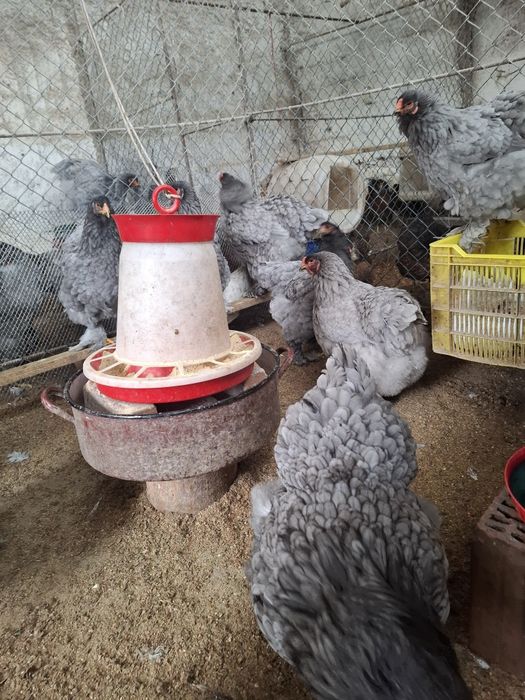 Brahma Albastru ,Negru,Portelan