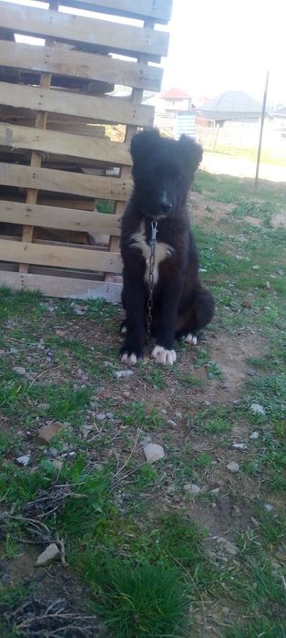 Щенок собака животные