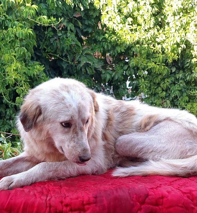 Лунтик, ищет любящую семью