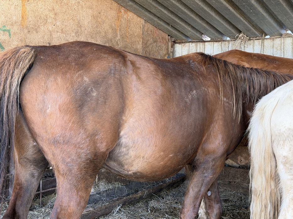 4 бас бие. Сатылады