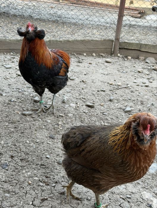 Oua Marans si Araucana Gat Auriu